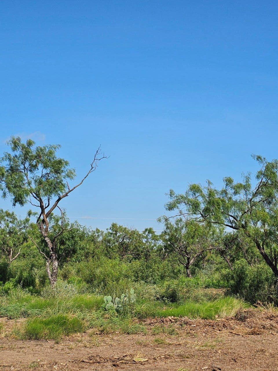 From Untamed Land to Horse Barn Arena image